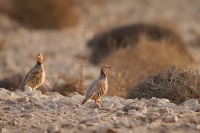 Orebice berberska - Alectoris barbara - Barbary Partridge o2187